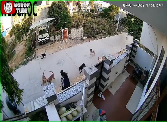 Video :In India, a gang of stray dogs mauled a young woman